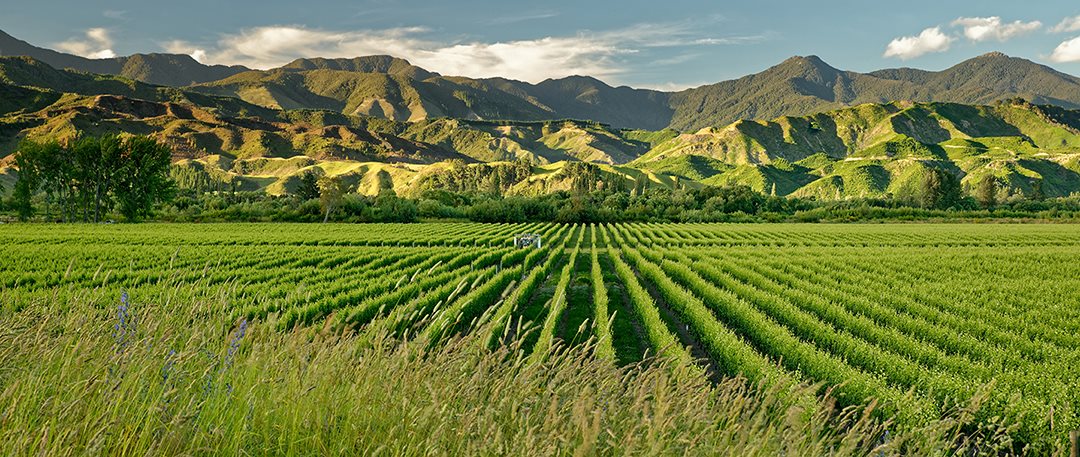 Cloudy Bay Weinlandschaft