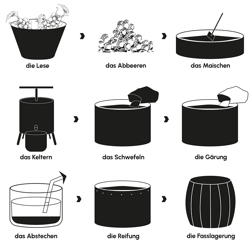 Schritt für Schritt Grafik zur Herstellung von Wein.