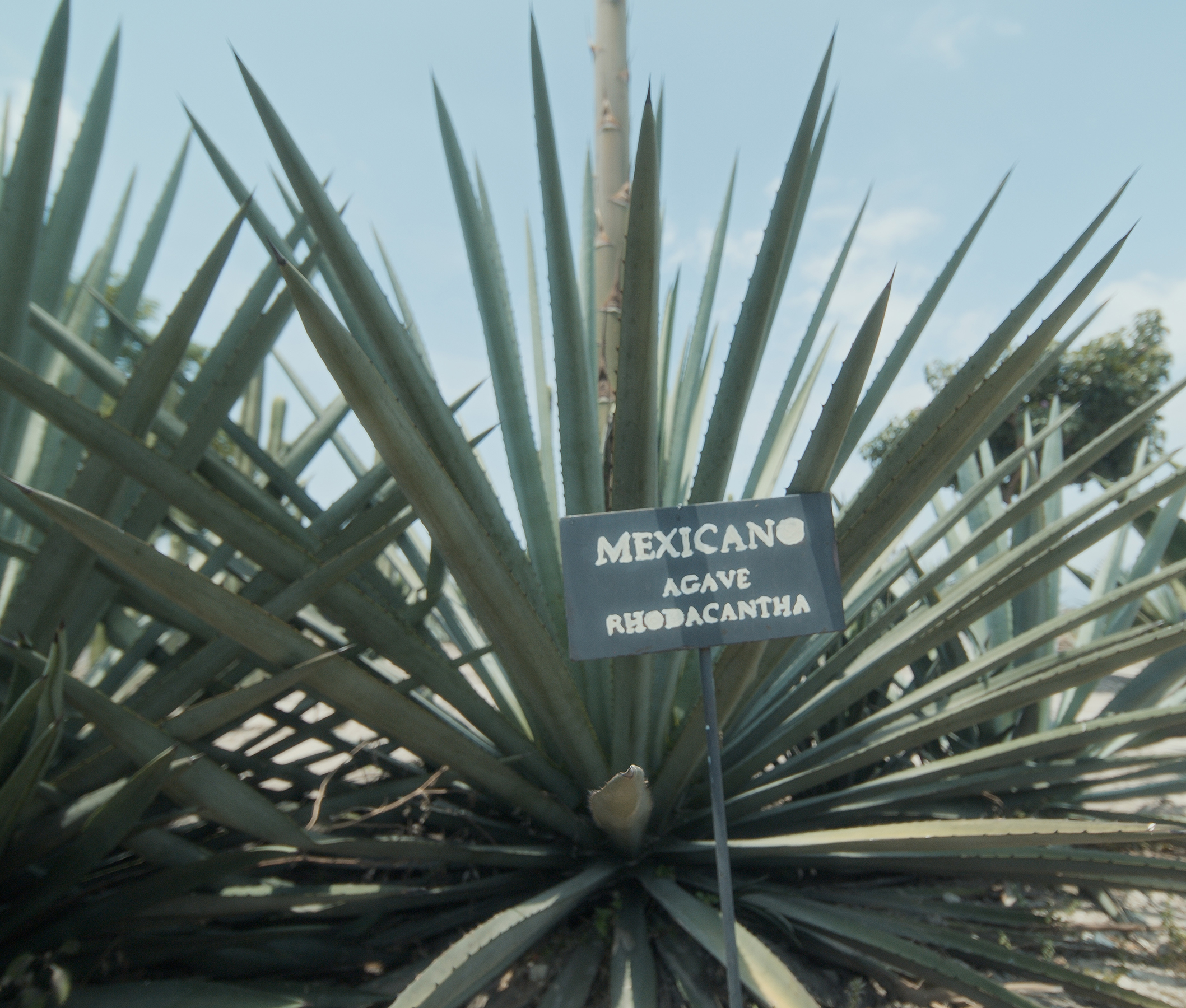 Agave
