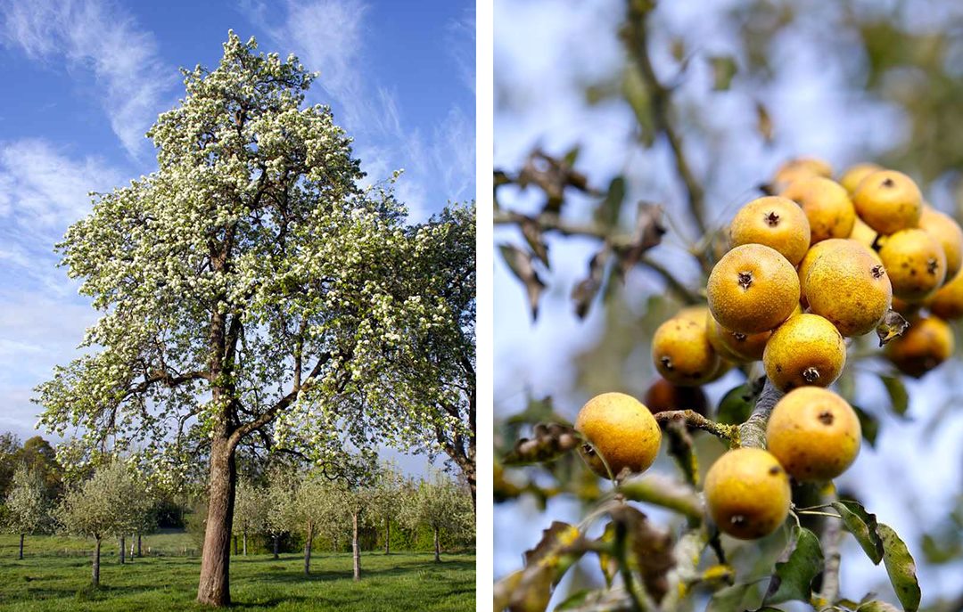 Apfelbaum mit Äpfeln