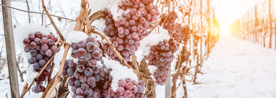 Rebstock mit Trauben im Winter