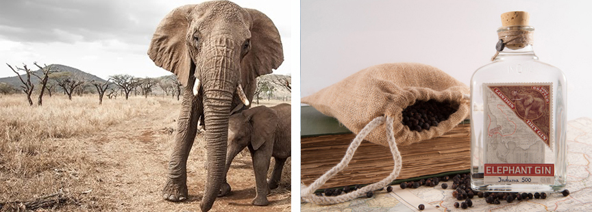 Elephant_GinL5pSXxVBKEBGF